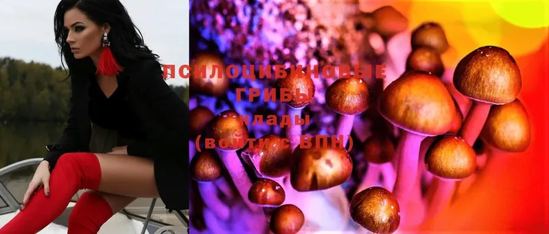 блэк спрут зеркало  Симферополь  Псилоцибиновые грибы Psilocybe 