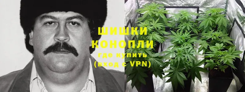 Каннабис OG Kush  Симферополь 